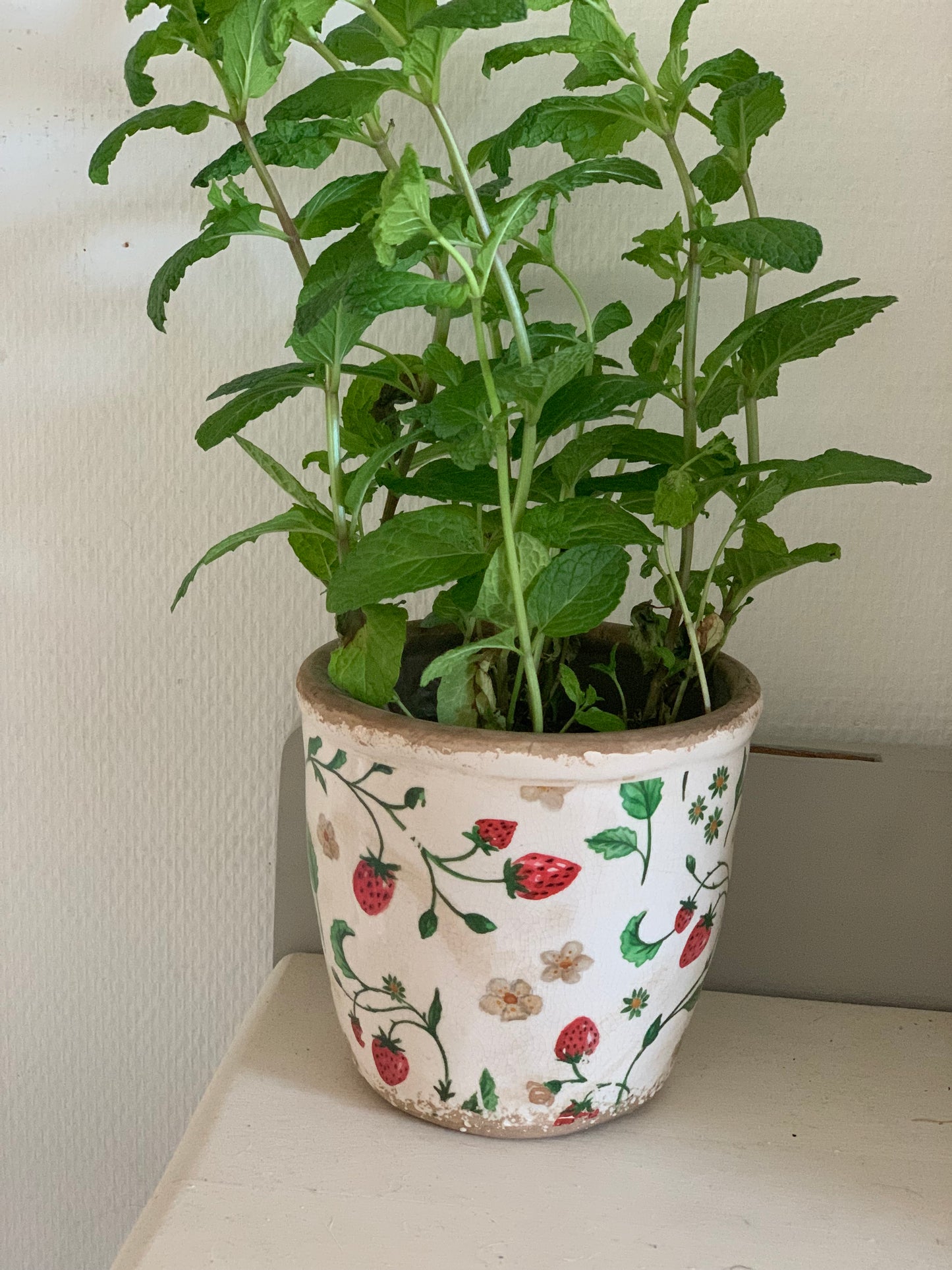 Cache-pot fraises L